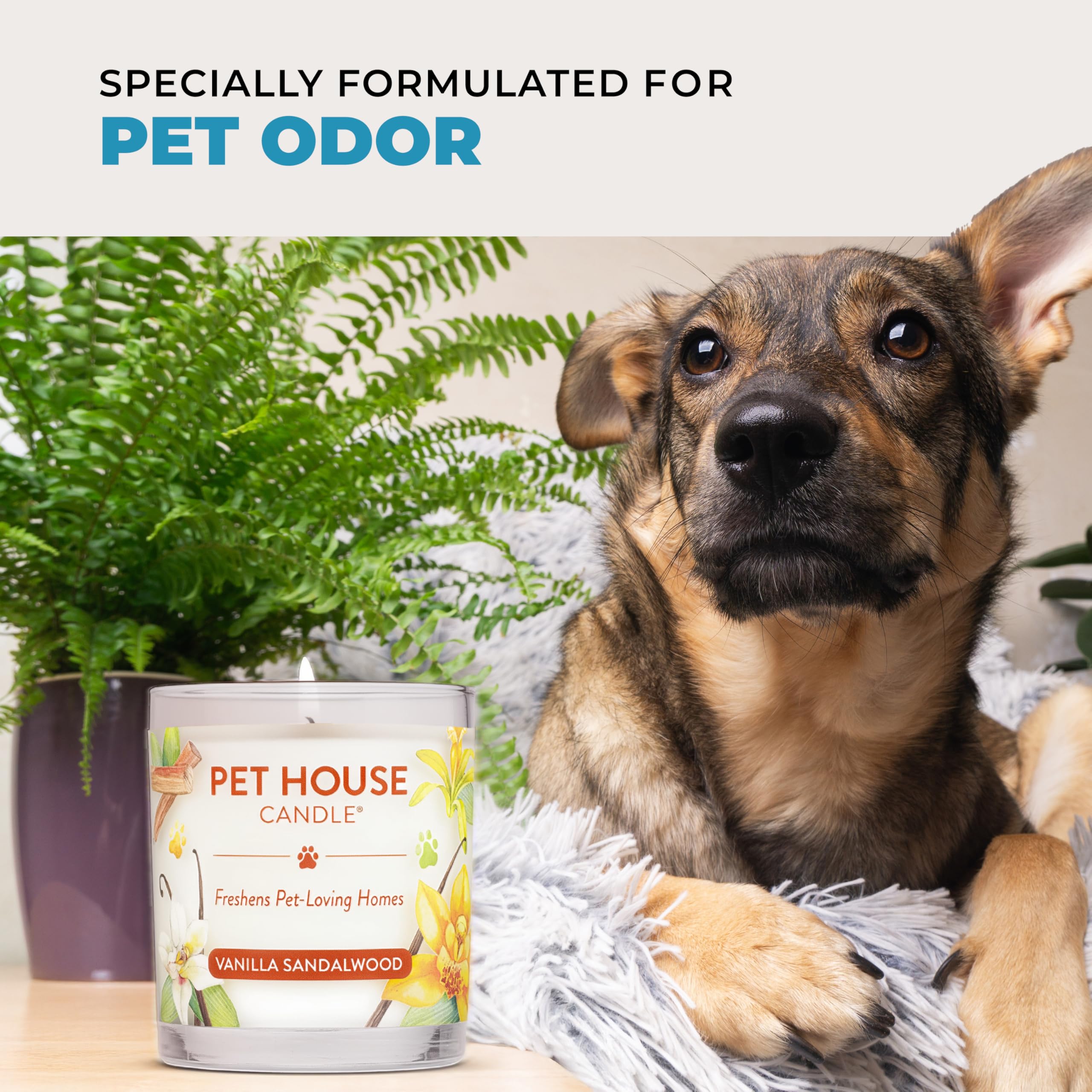Amazon | PET HOUSE キャンドル サンウォッシュドコットン L ソイ